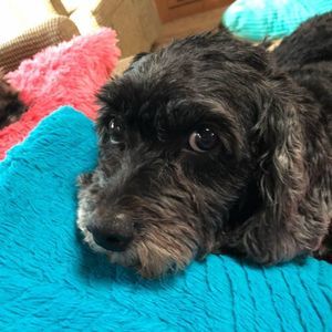 Meet your Posher, Connie